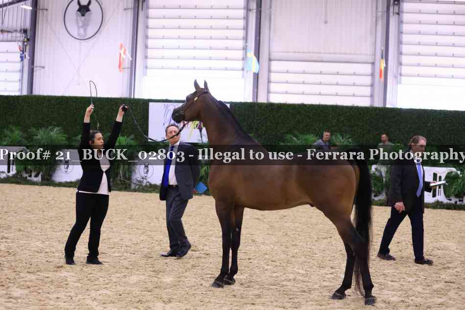 Proof 21_BUCK_02803