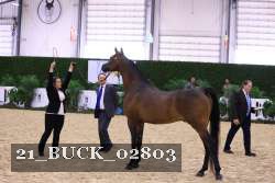 21_BUCK_02803 proof