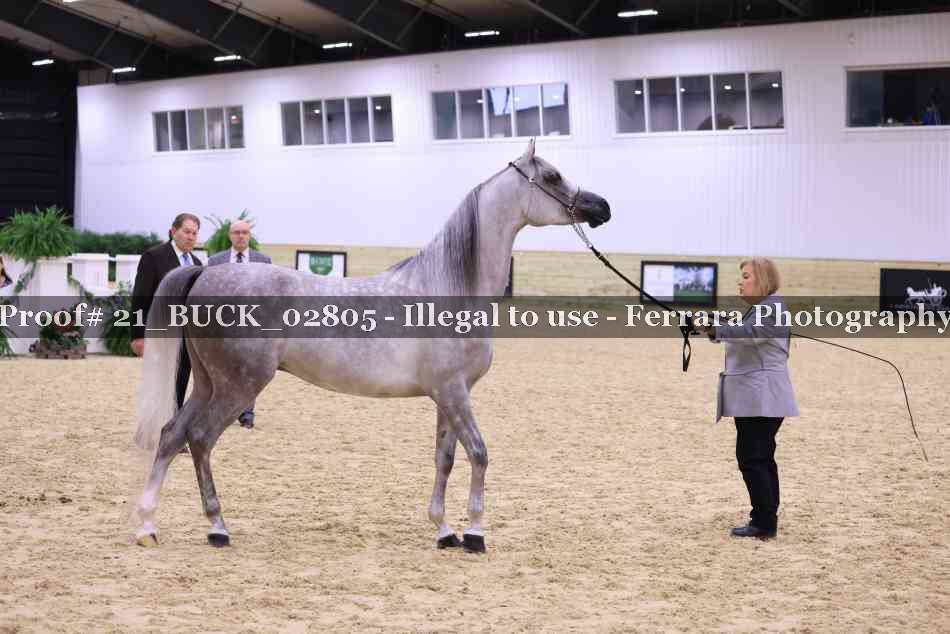 Proof 21_BUCK_02805