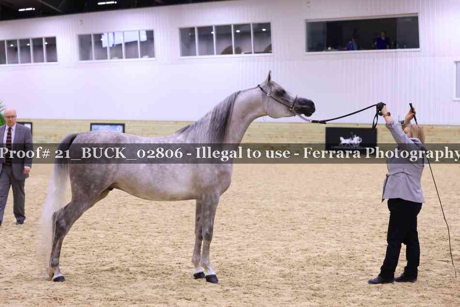 Proof 21_BUCK_02806