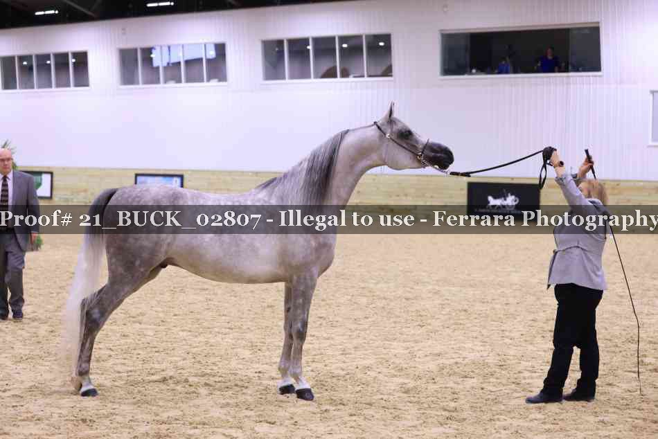 Proof 21_BUCK_02807