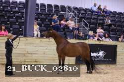 21_BUCK_02810 proof