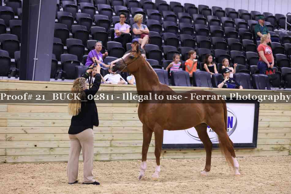 Proof 21_BUCK_02811