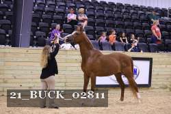 21_BUCK_02811 proof
