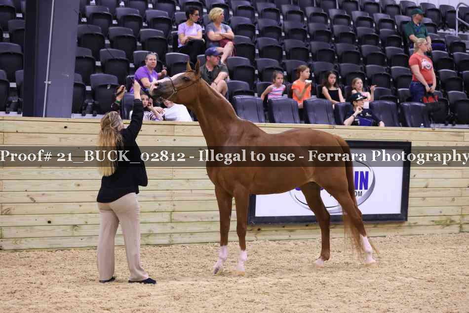 Proof 21_BUCK_02812