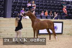 21_BUCK_02812 proof