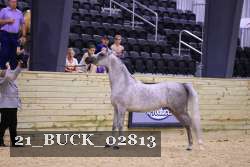 21_BUCK_02813 proof