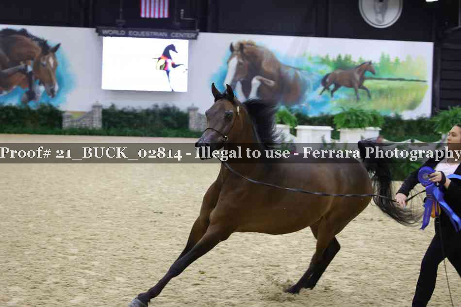 Proof 21_BUCK_02814