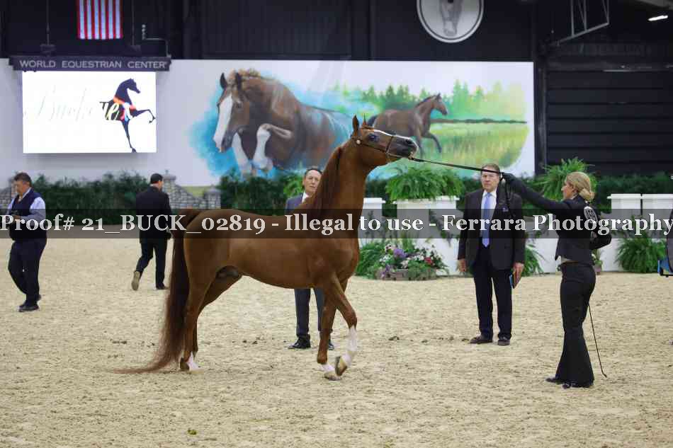 Proof 21_BUCK_02819