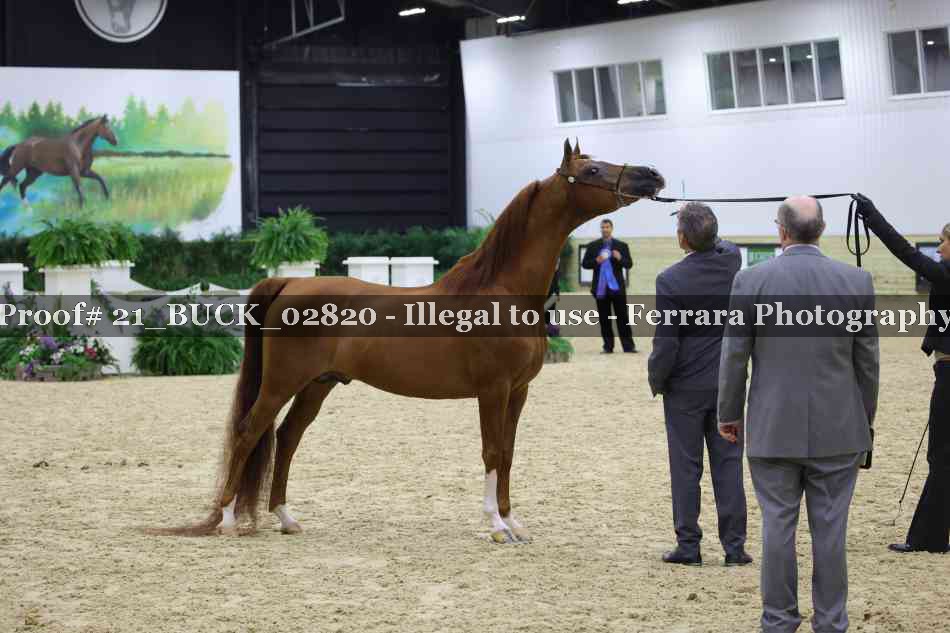Proof 21_BUCK_02820