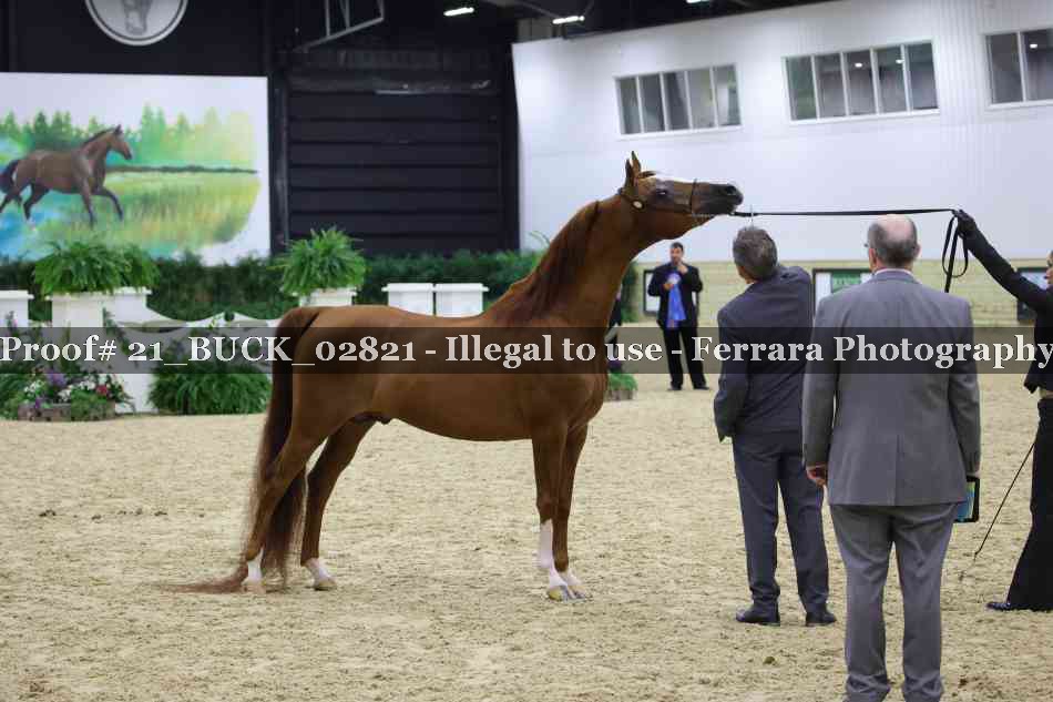 Proof 21_BUCK_02821