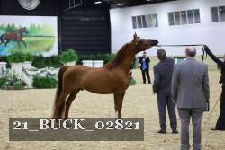 21_BUCK_02821 proof