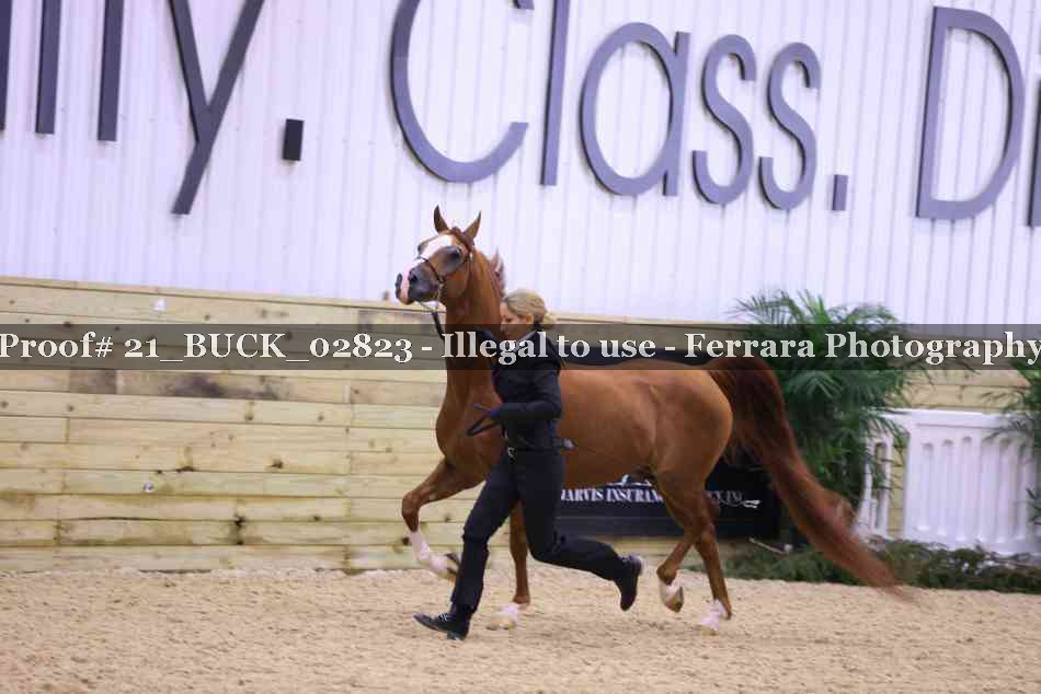 Proof 21_BUCK_02823