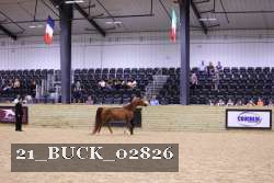 21_BUCK_02826 proof