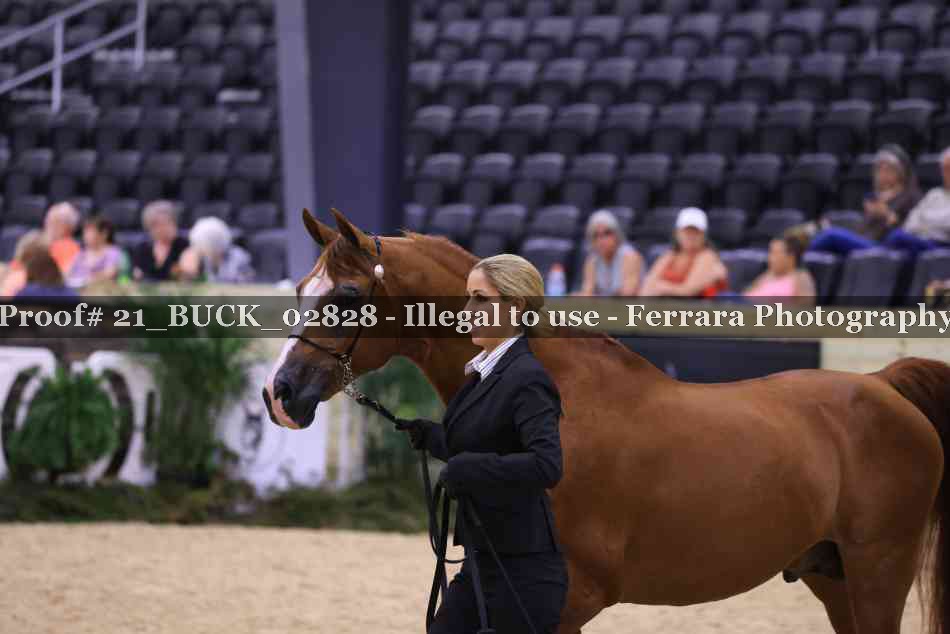 Proof 21_BUCK_02828