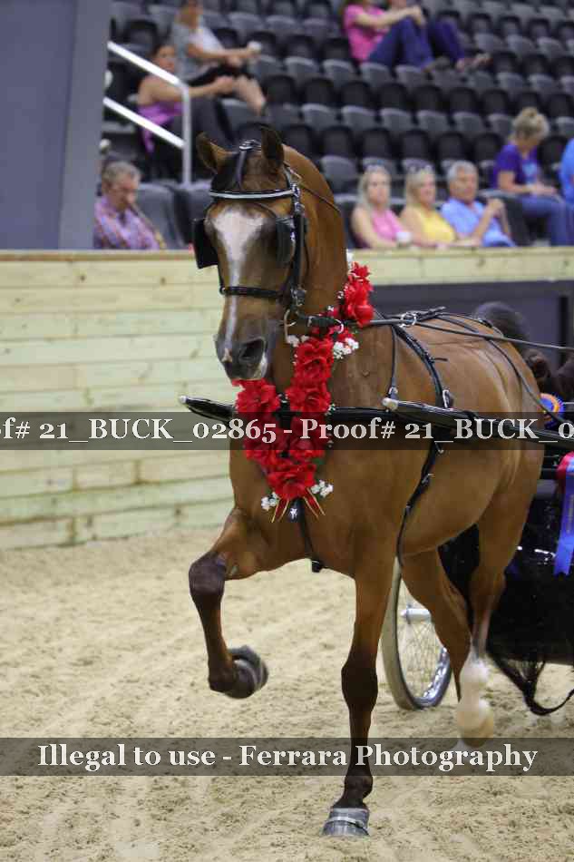 Proof 21_BUCK_02865