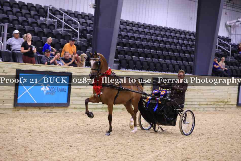 Proof 21_BUCK_02871