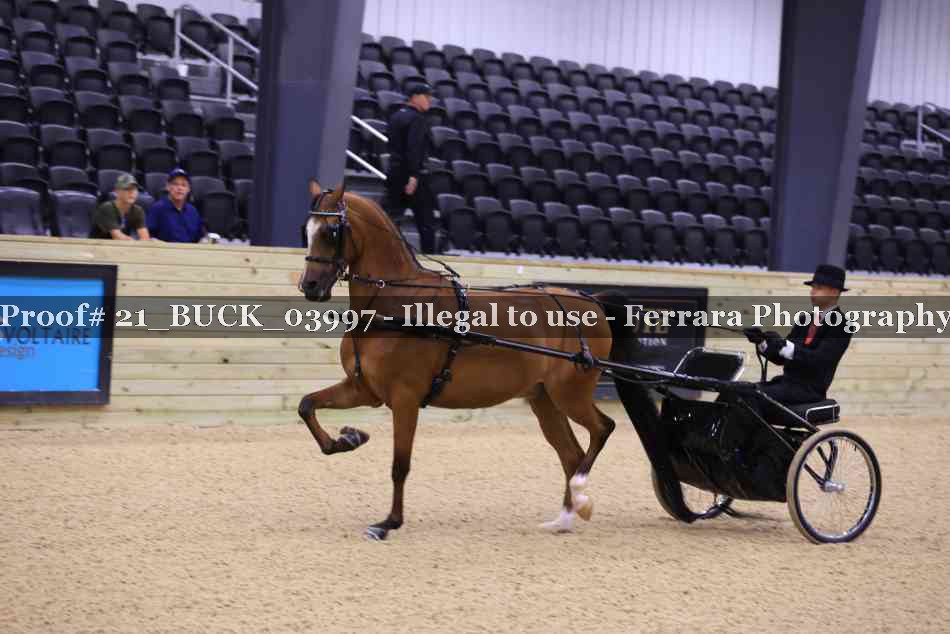 Proof 21_BUCK_03997