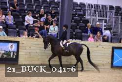 21_BUCK_04176 proof