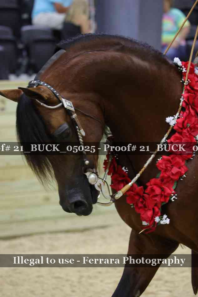 Proof 21_BUCK_05025
