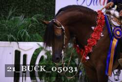 21_BUCK_05031 proof