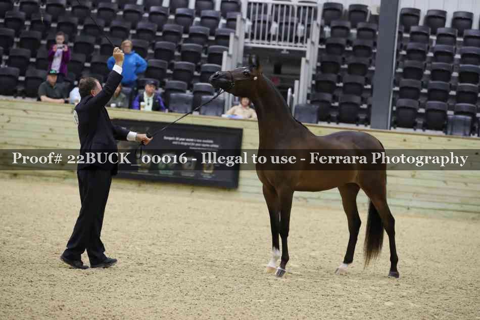 Proof 22BUCK_00016