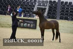 22BUCK_00016 proof
