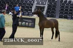 22BUCK_00017 proof