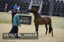 22BUCK_00018 proof
