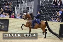 22BUCK_00198 proof