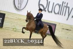 22BUCK_00344 proof