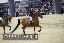 22BUCK_00543 proof