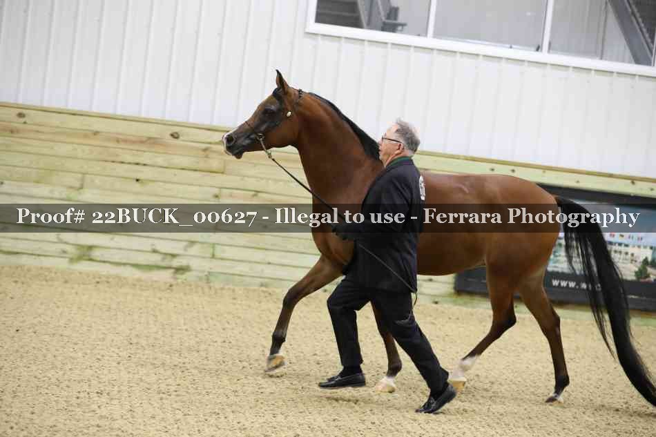 Proof 22BUCK_00627