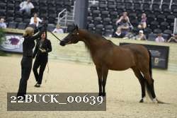 22BUCK_00639 proof