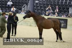 22BUCK_00640 proof