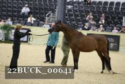 22BUCK_00641 proof