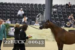 22BUCK_00643 proof