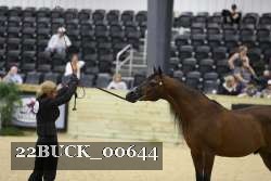 22BUCK_00644 proof