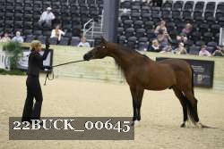 22BUCK_00645 proof