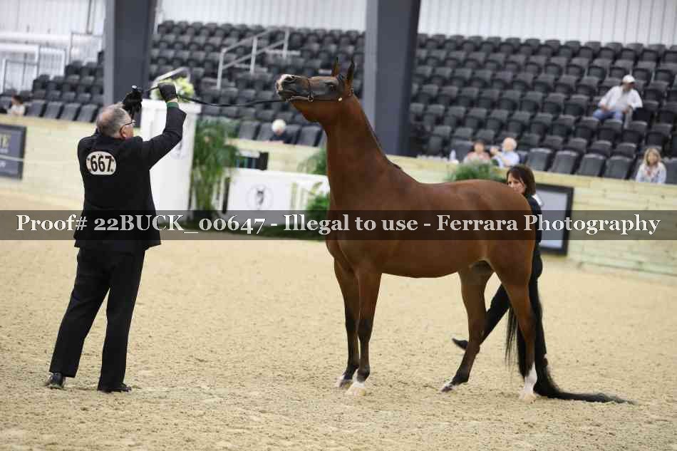 Proof 22BUCK_00647
