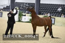 22BUCK_00647 proof