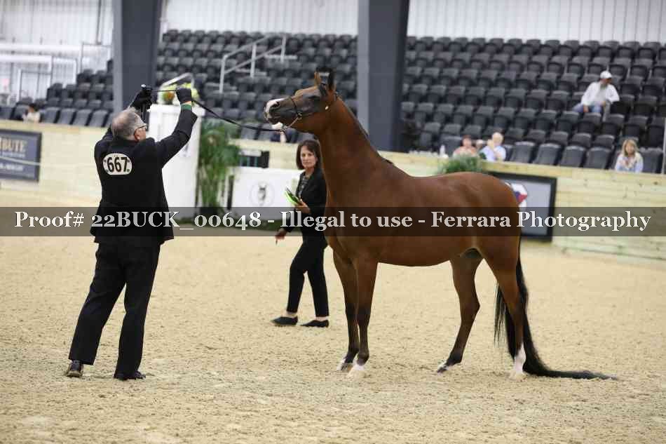 Proof 22BUCK_00648