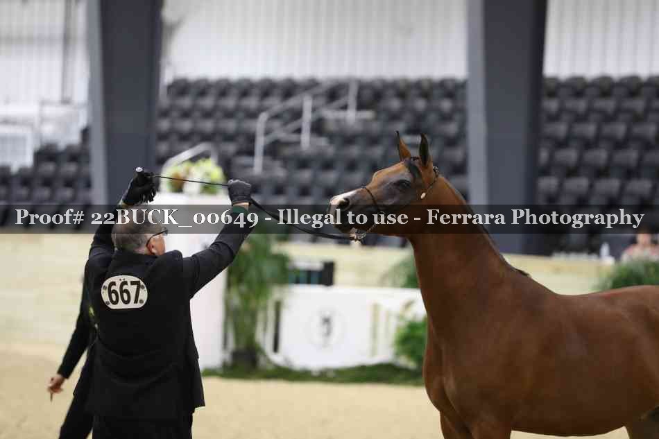 Proof 22BUCK_00649