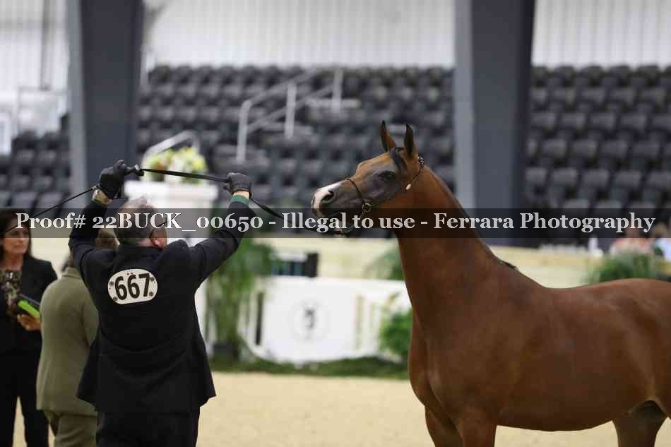 Proof 22BUCK_00650