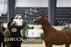 22BUCK_00650 proof