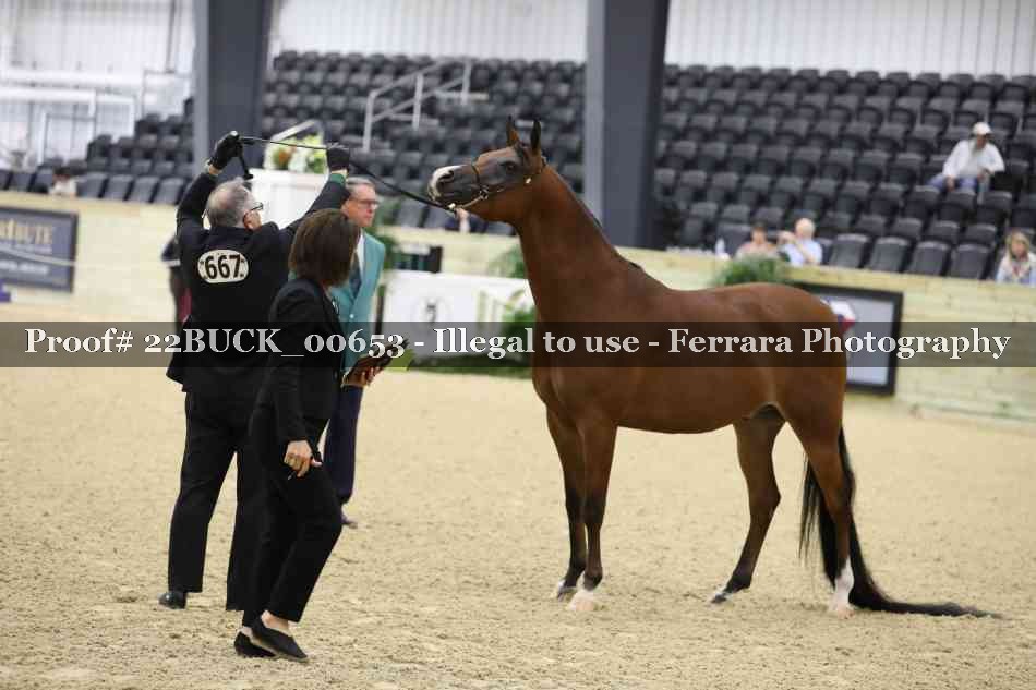 Proof 22BUCK_00653