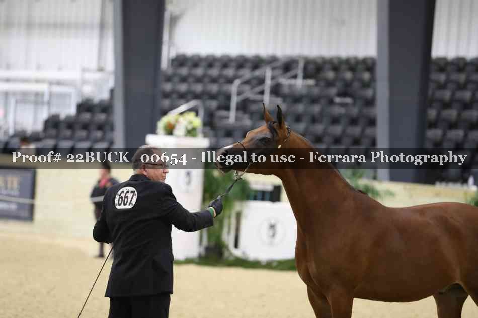 Proof 22BUCK_00654