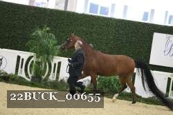 22BUCK_00655 proof