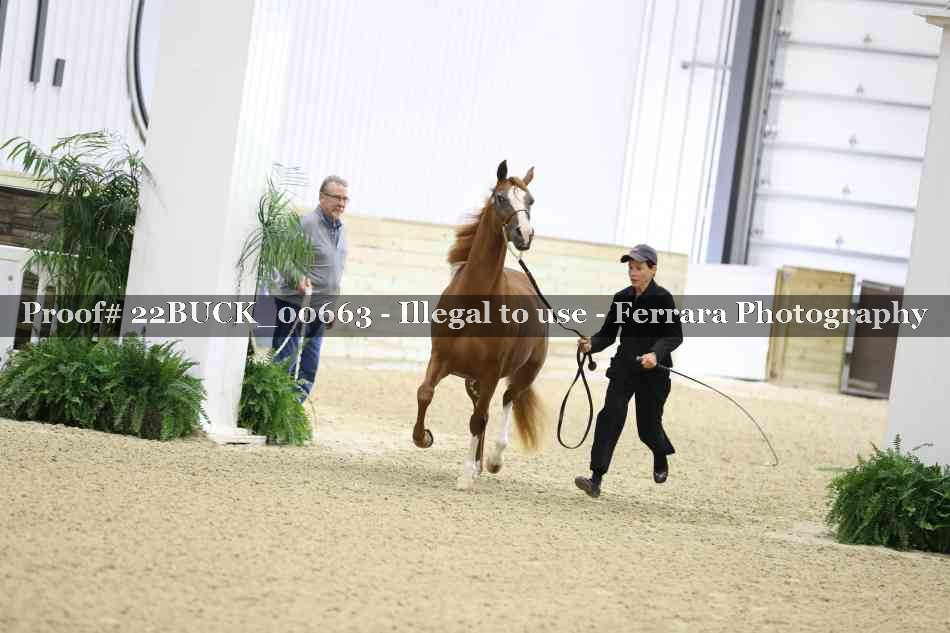 Proof 22BUCK_00663