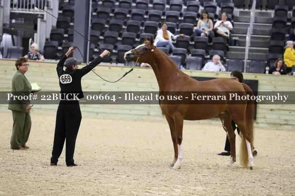 Proof 22BUCK_00664